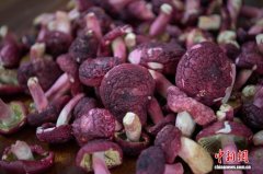 （乡村行·看振兴）广西林下经济：浦北红椎菌与石祖禅茶的富民实践